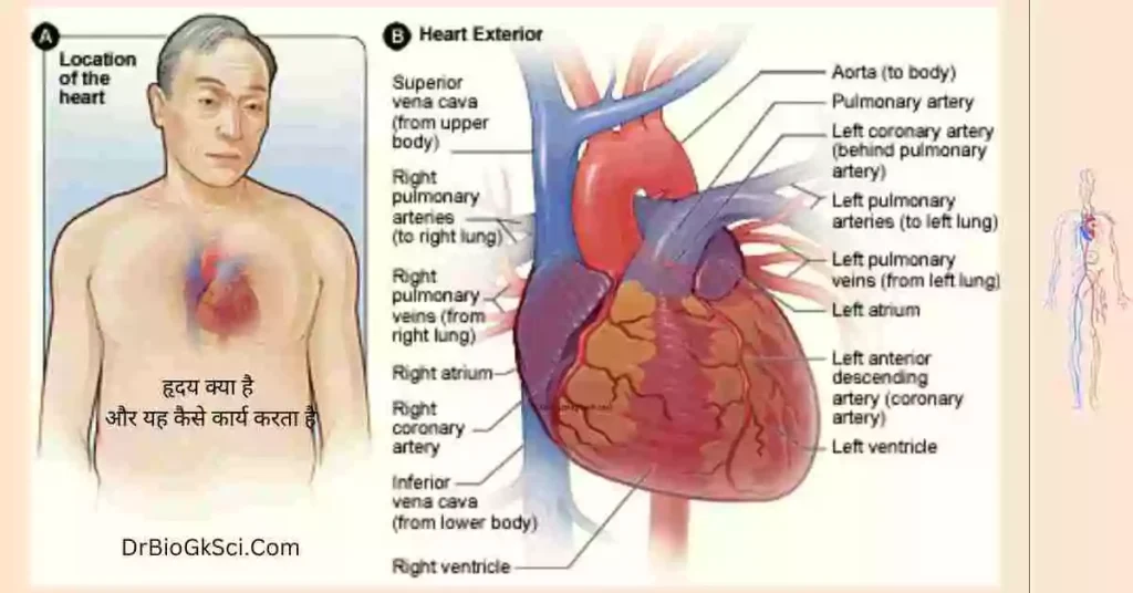 हृदय क्या है और यह कैसे कार्य करता है