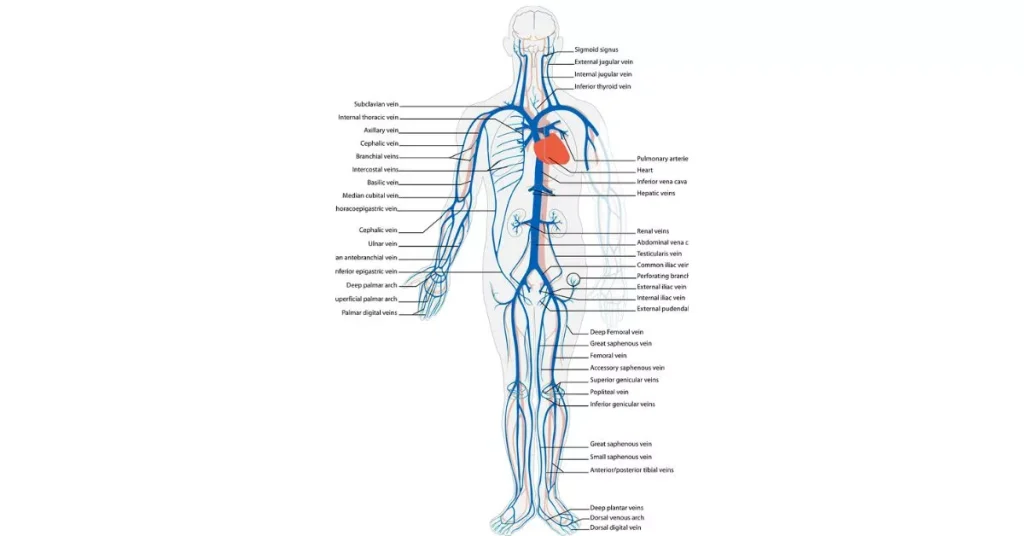 Function of Circulatory system"कौन सी रक्त वाहिका फेफड़ों से हृदय तक रक्त पहुंचाती है"