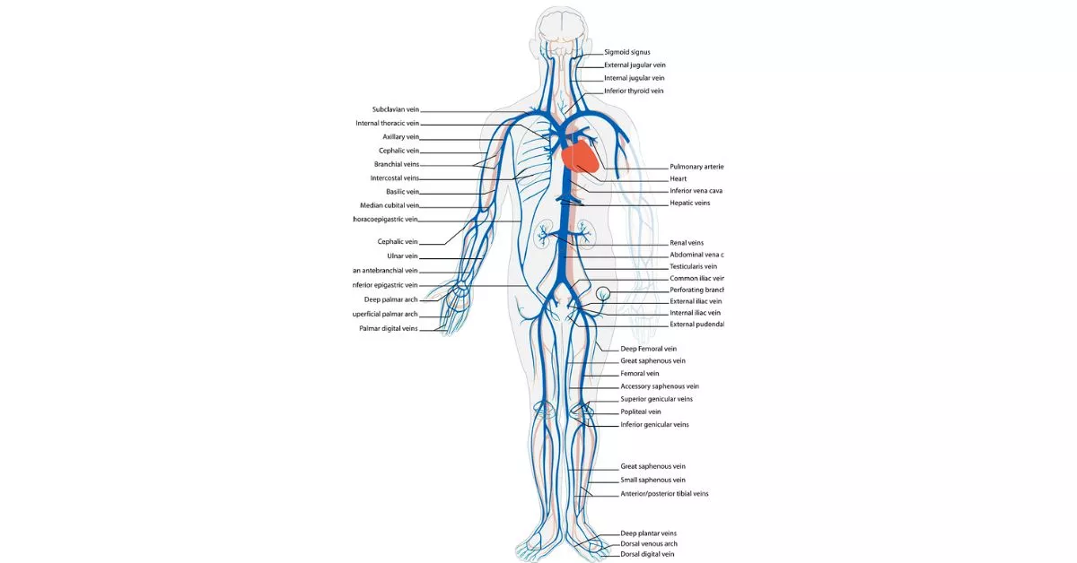 Function of Circulatory system"कौन सी रक्त वाहिका फेफड़ों से हृदय तक रक्त पहुंचाती है"