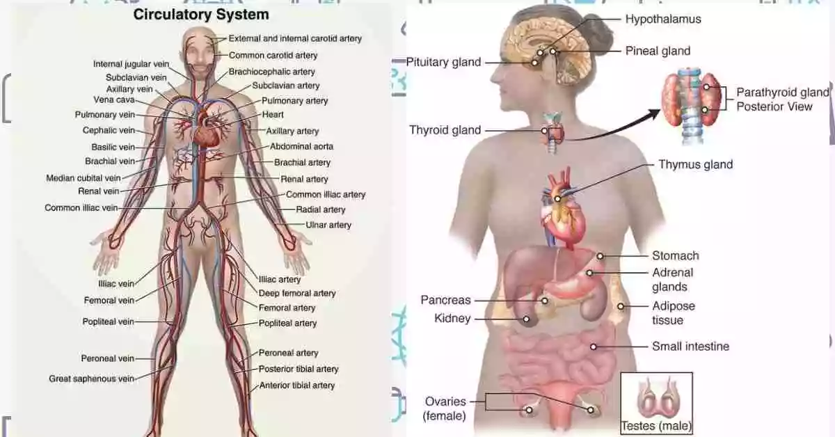 Function of Circulatory system"कौन सी रक्त वाहिका फेफड़ों से हृदय तक रक्त पहुंचाती है"मनुष्य के परिसंचरण तंत्र हृदय