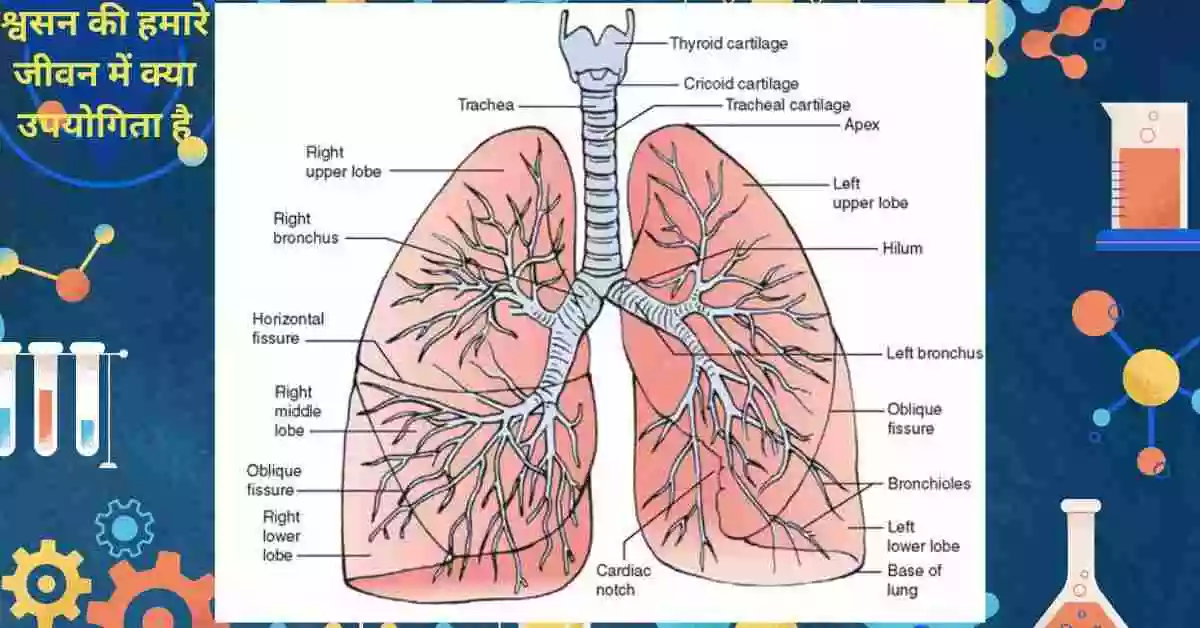 श्वसन की हमारे जीवन में क्या उपयोगिता है