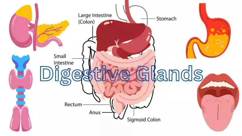 Digestive System