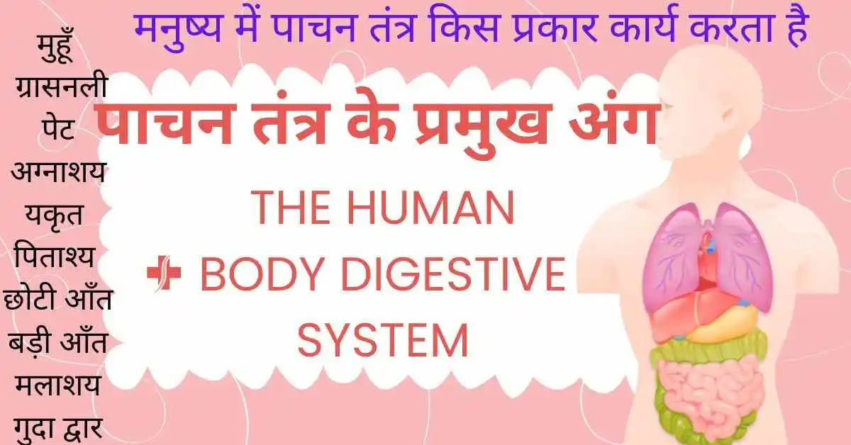 Digestive system class 4