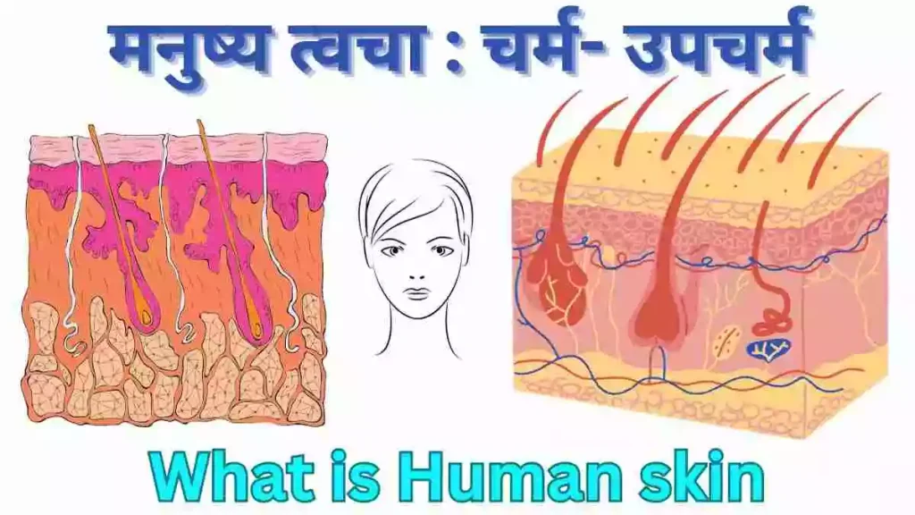 Human skin