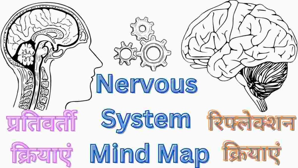 Nervous System Mind Map