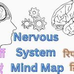 Nervous System Mind Map