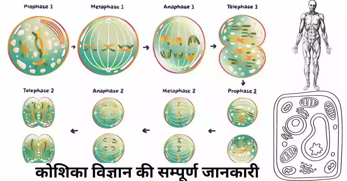 Biology Cells