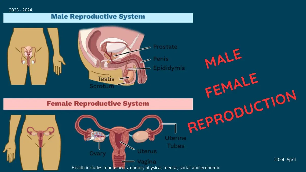 Male And Female Reproductive Systems