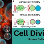 Which cell division occurs in humans