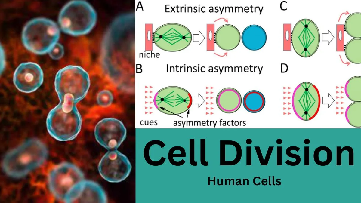 Which cell division occurs in humans