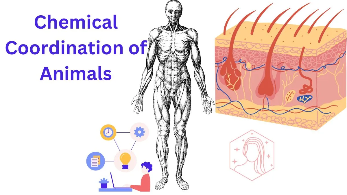 Chemical Coordination of Animals